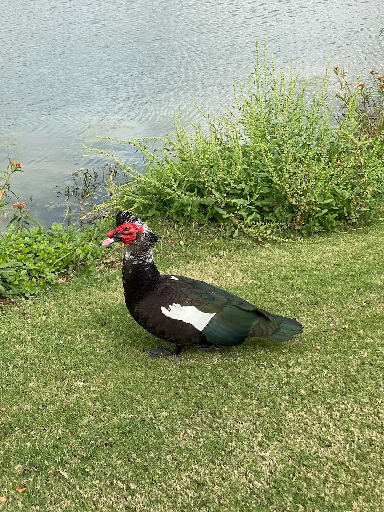 Relaxing at the clubhouse